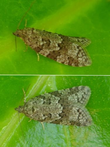 Réf. 257 597 : Cnephasia sp.