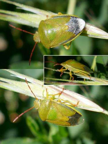 Piezodorus lituratus