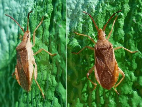 Ceraleptus lividus