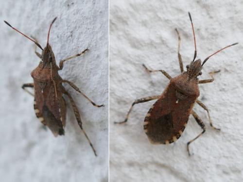 Réf. 257 701 : Ceraleptus gracilicornis