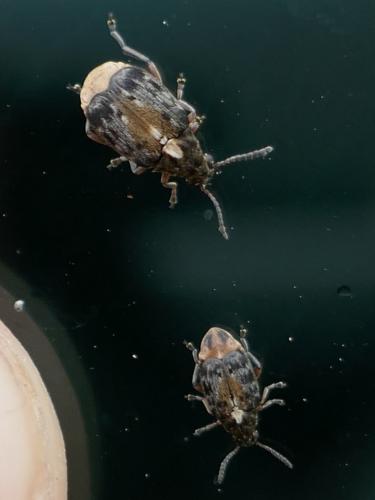 Réf. 257 715 : Megabruchidius dorsalis