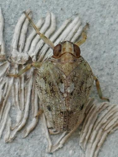 Issus coleoptratus