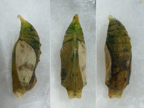 Lasiommata maera