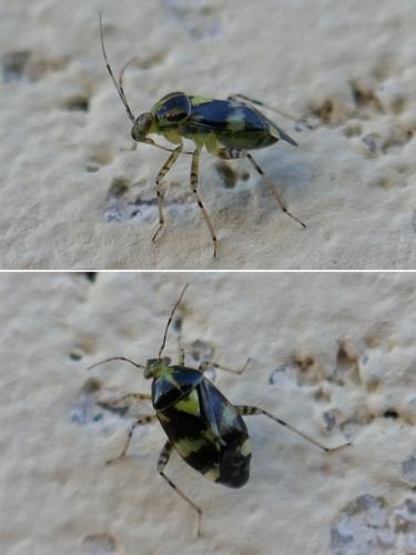 Liocoris tripustulatus
