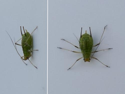 Réf. 257 852 : Macrosiphum rosae