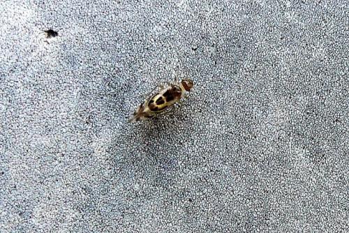 Graphopsocus cruciatus