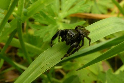 Réf. 257 180 : Evarcha arcuata