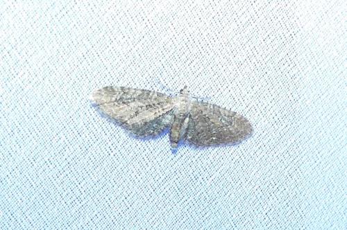 Réf. 257 338 : Eupithecia vulgata