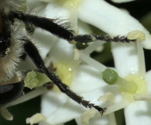 Réf. 257 928 : Criorhina berberina