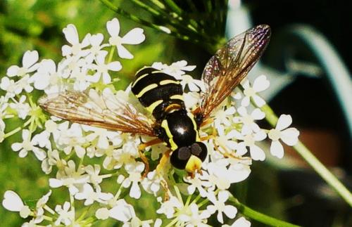 Philhelius citrofasciatum