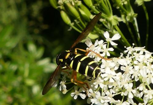 Philhelius citrofasciatum