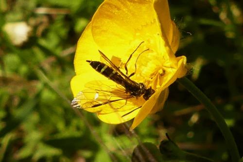 Réf. 257 300 : Cephus pygmaeus
