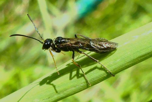 Réf. 257 302 : Cephus pygmaeus