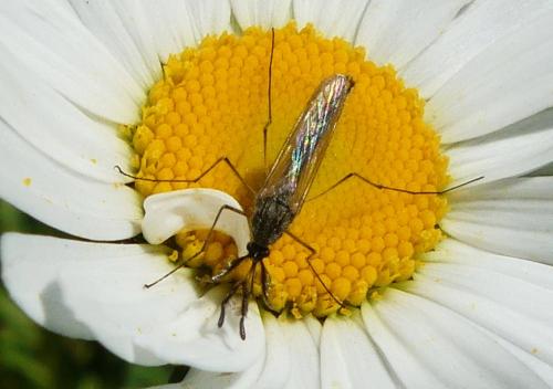 Réf. 257 586 : Ochlerotatus rusticus