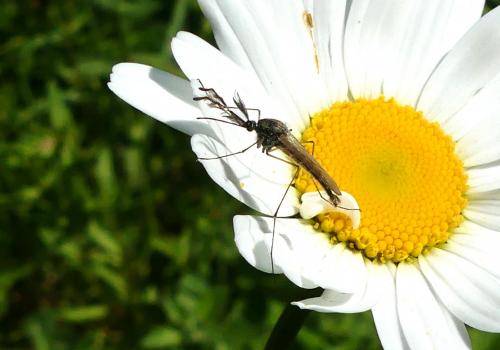 Ochlerotatus rusticus