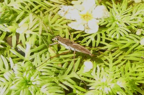 Gerris sp.