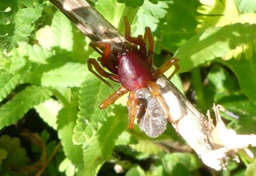 Dysdera sp.