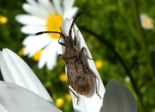 Coriomeris affinis