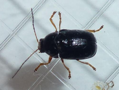Cryptocephalus sp.