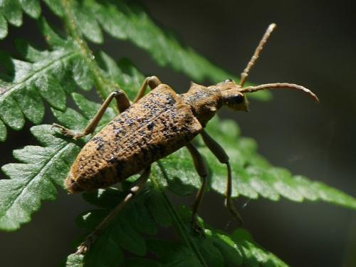 Réf. 257 871 : Rhagium sycophanta