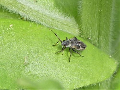 Deraeocoris punctum