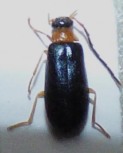 Réf. 257 301 : Conopalpus brevicollis