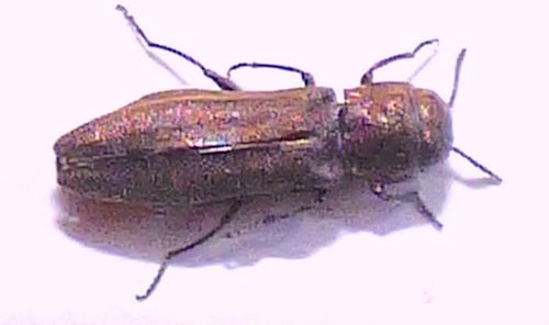 Agrilus sp.