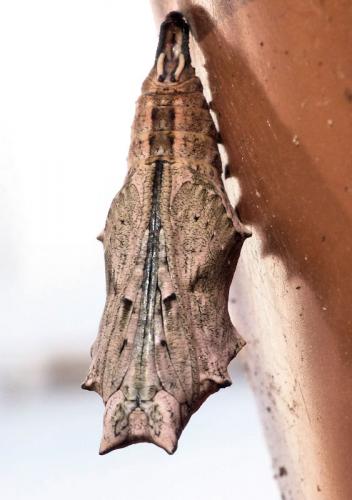 Réf. 257 182 : Nymphalis polychloros