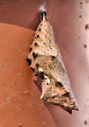 Nymphalis polychloros