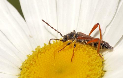 Stenopterus rufus