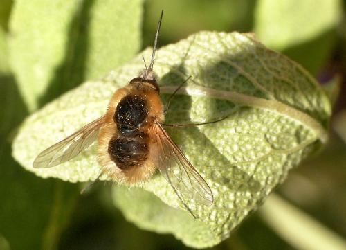 Réf. 257 676 : Bombylius sp.