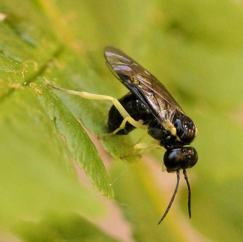 Réf. 257 860 : Aneugmenus sp.