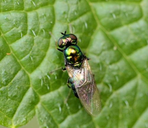Réf. 257 867 : Microchrysa polita