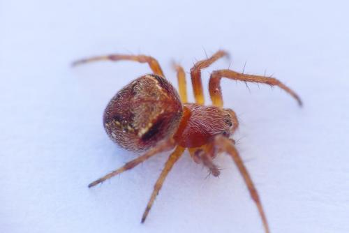 Réf. 257 933 : Araneus sturmi