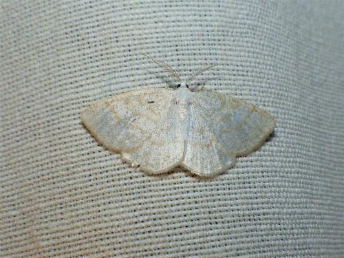Réf. 257 184 : Cabera exanthemata