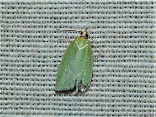 Réf. 257 178 : Tortrix viridana