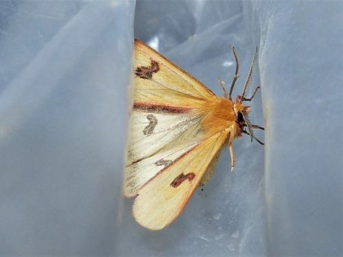Réf. 257 179 : Diacrisia sannio