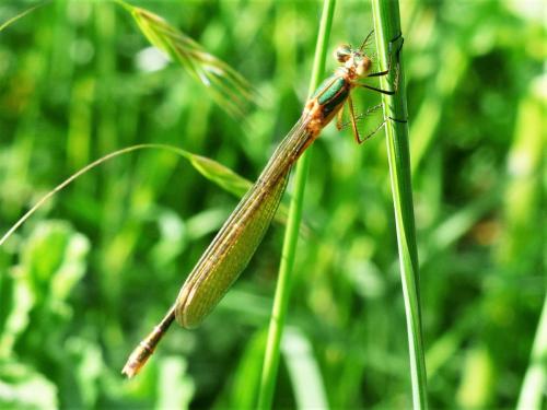 Lestes sponsa