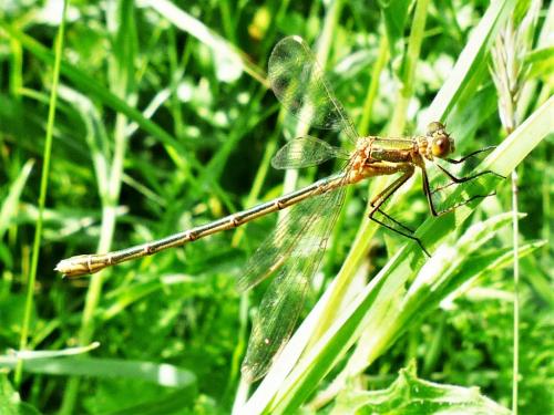 Lestes sponsa