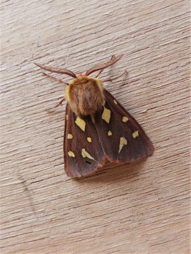 Réf. 257 376 : Hyphoraia testudinaria