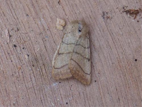 Réf. 257 391 : Charanyca trigrammica