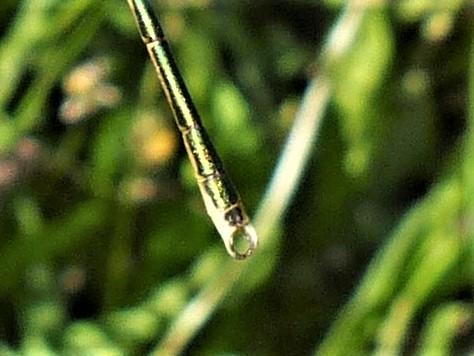 Réf. 257 687 : Lestes barbarus
