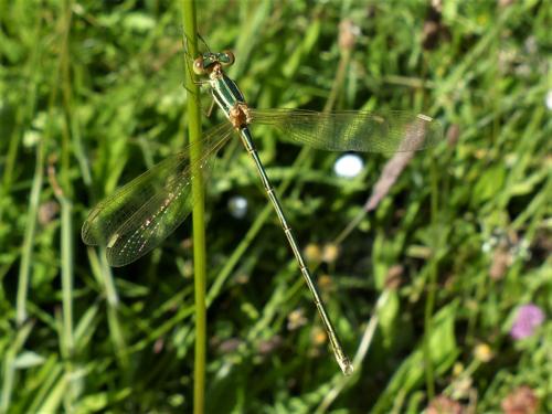 Lestes barbarus