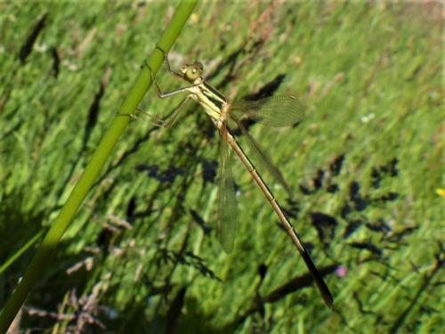 Lestes barbarus