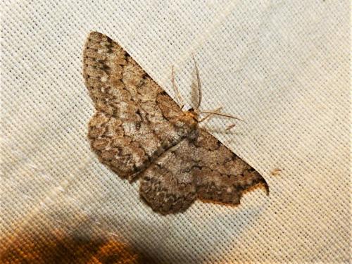 Réf. 257 921 : Hypomecis punctinalis