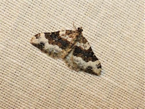 Réf. 257 794 : Epirrhoe galiata