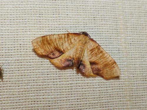 Plagodis dolabraria