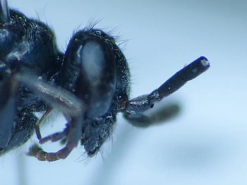 Réf. 257 011 : Dipogon sp.