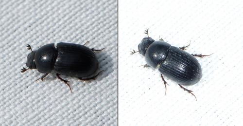 Agrilinus ater
