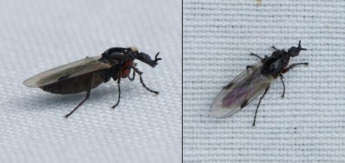 Réf. 257 390 : Dilophus femoratus
